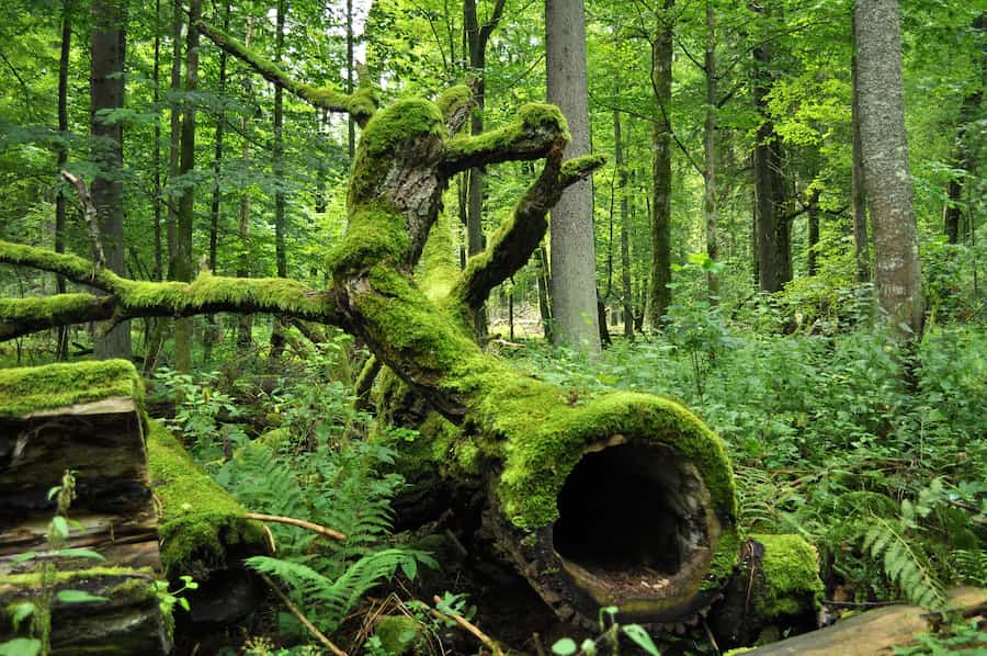 Białowieża (Polonia), otro de los bosques más impresionantes del mundo