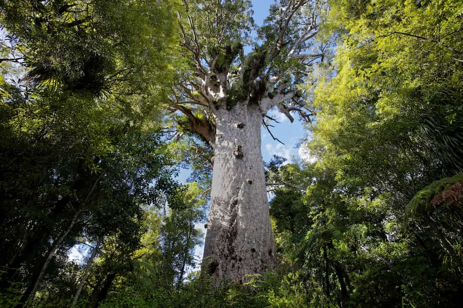 Bosque Waipoua (Nueva Zelanda)