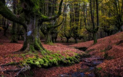 6 bosques más impresionantes del mundo
