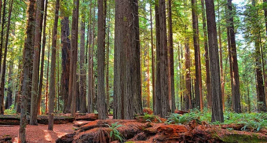 El bosque gigante (California), entre los bosques más impresionantes del mundo