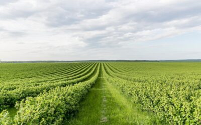Agricultura sin labranza: en qué consiste y cuáles son sus ventajas