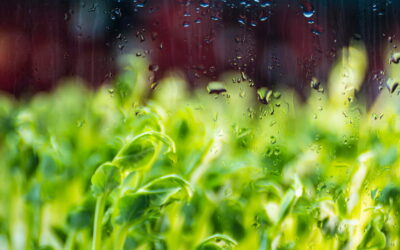 5 ideas para reutilizar el agua de lluvia