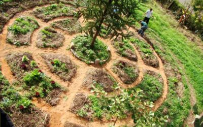 Cómo funciona la permacultura y por qué es beneficiosa