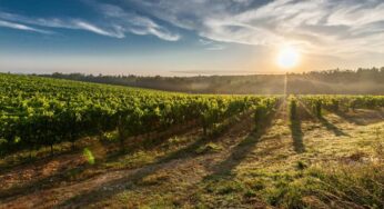 Viñedos locales: ¿qué son y qué impacto tienen en la sostenibilidad?